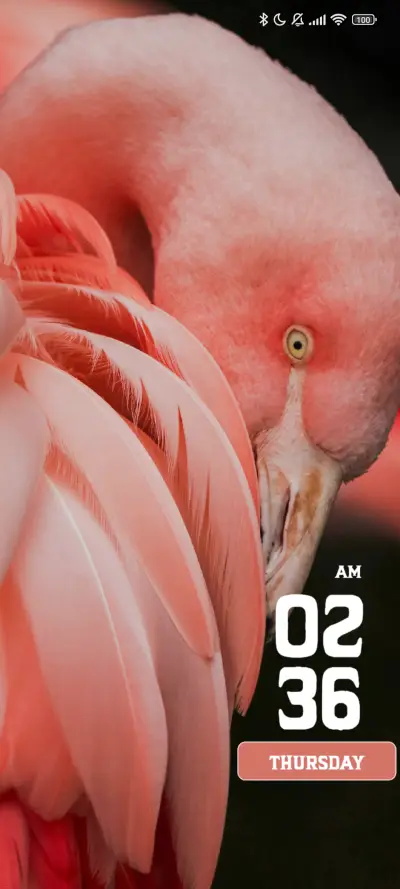 Flamingo