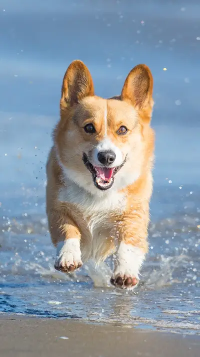 Dogs are born to swim 4 - Screenshot 1