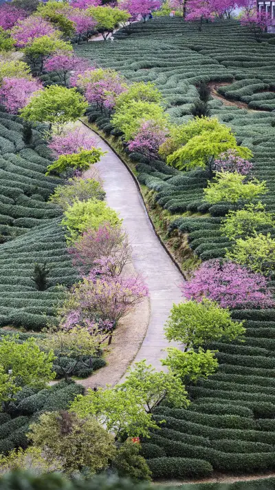 Chinas three major tea producing provinces 0