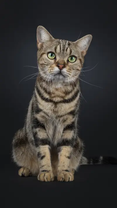 Why Children Should Keep Pets 1