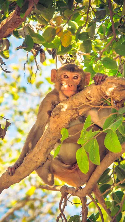 international_monkey5