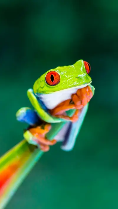 Colored tree frog