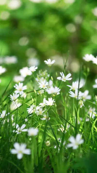 Little daisies