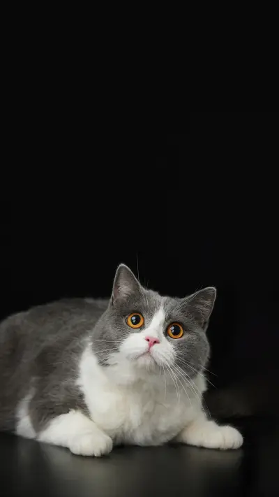 Why do cats bite you