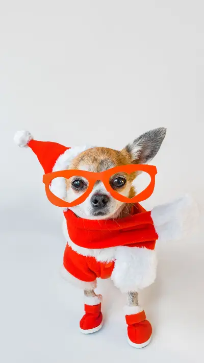 Fifteen year old Chihuahuas birthday 1 - Screenshot 1