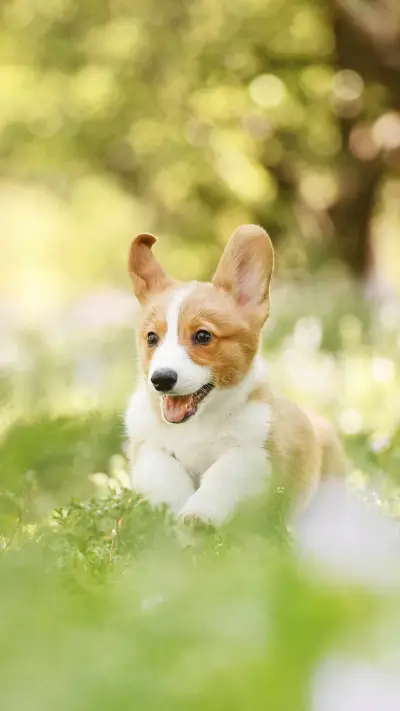 The mystery of dog charm