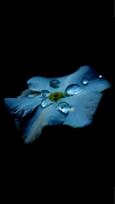 international_plant - Screenshot 1