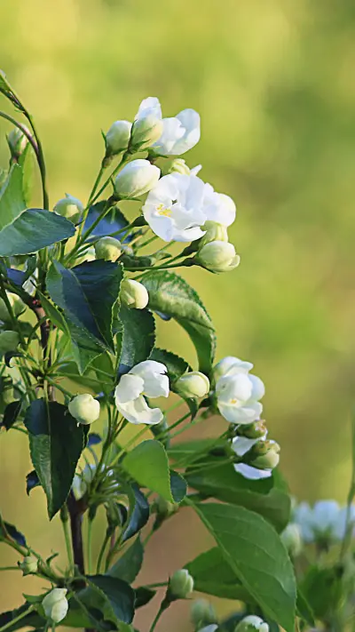 Natural Still Life-PAIXIN