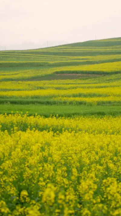 Rapeseed flowers bloom on the qinghai tibet plateau
