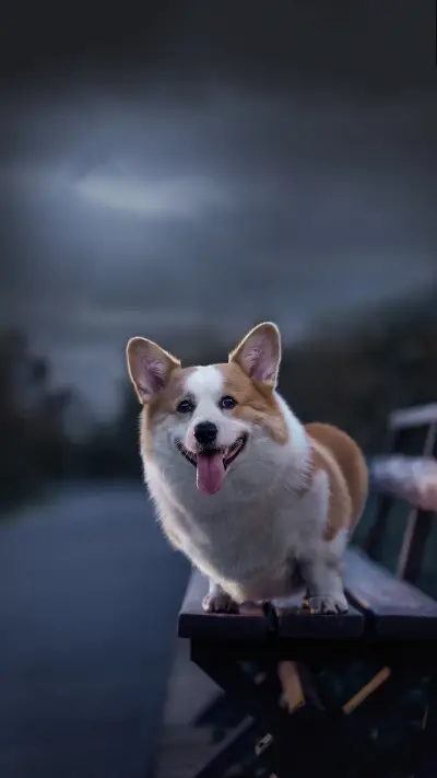 How to feed corgi 2