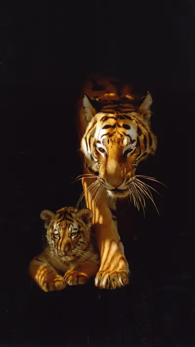 The survival of the king of the forest is not easy