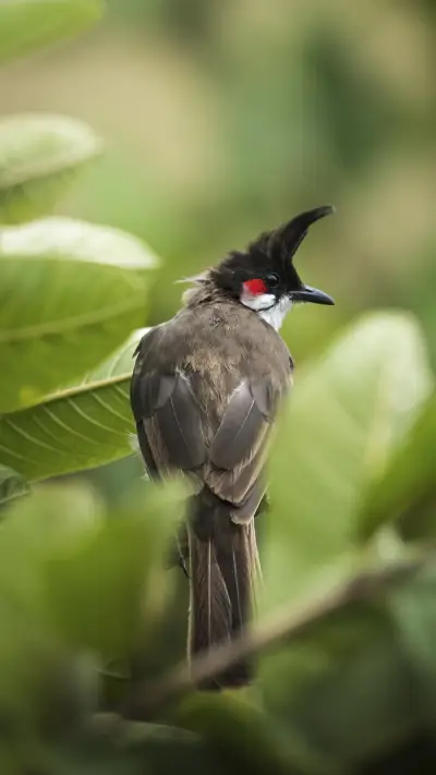 Red-whiskered Bulbul Bird - Screenshot 1