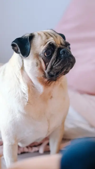 international_animal (1)