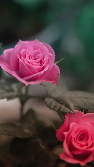 静物花卉 - Screenshot 1