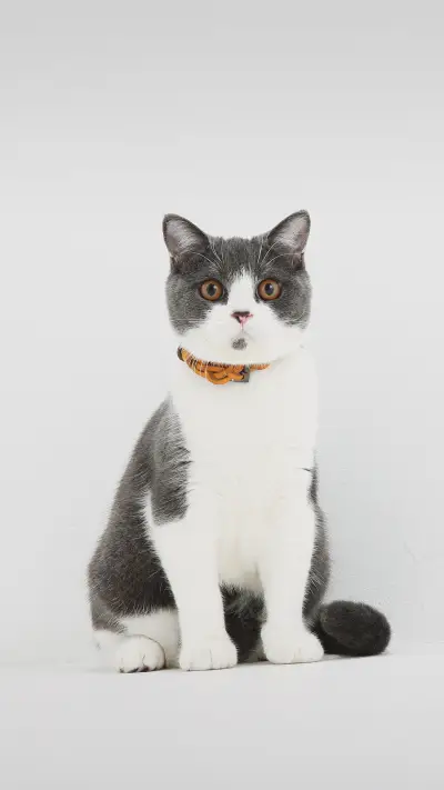 British short hair cat on white background2