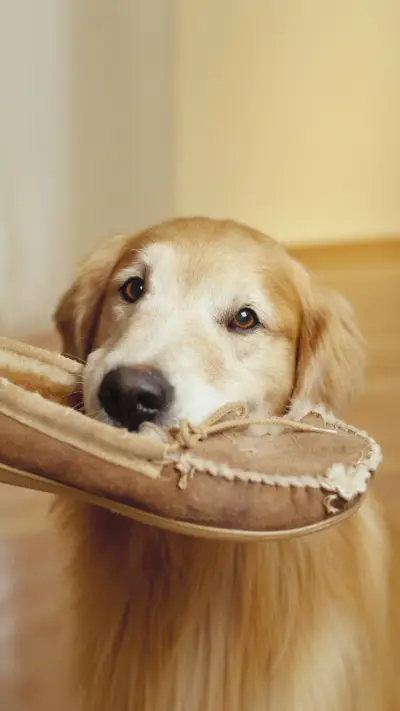 Why Dogs Always Bite Shoes 7 - Screenshot 1