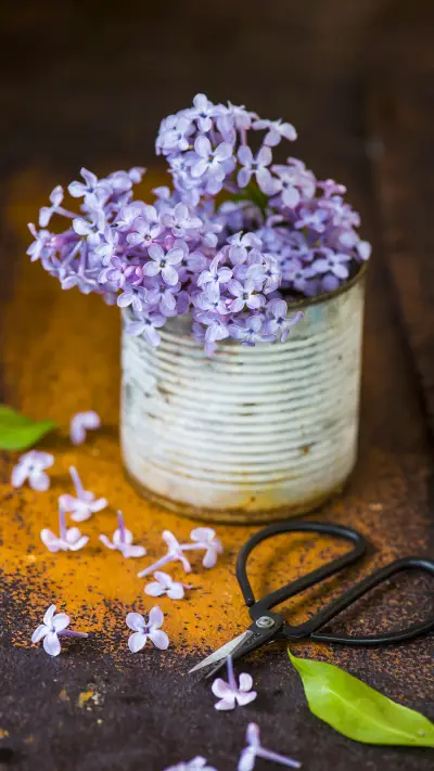 Llilac flowers in the pot
