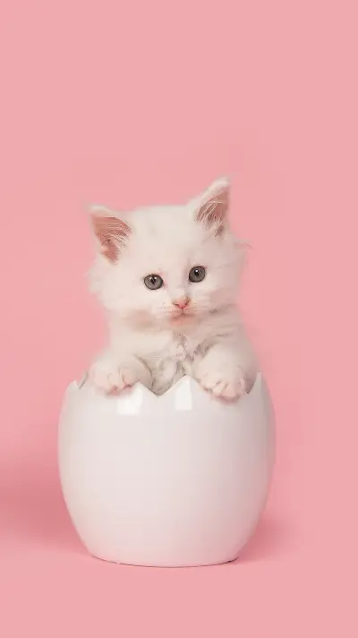 Pink cat-01