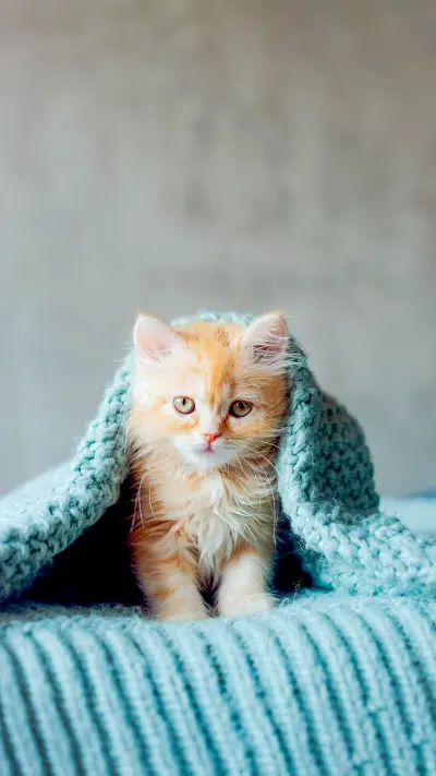 little cute kitten maine coon looks up