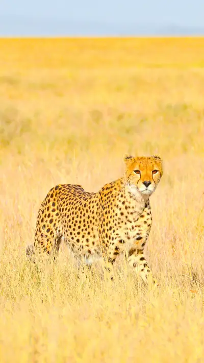 Cheetah on the savannah, Serengeti National Park, Tanzania
