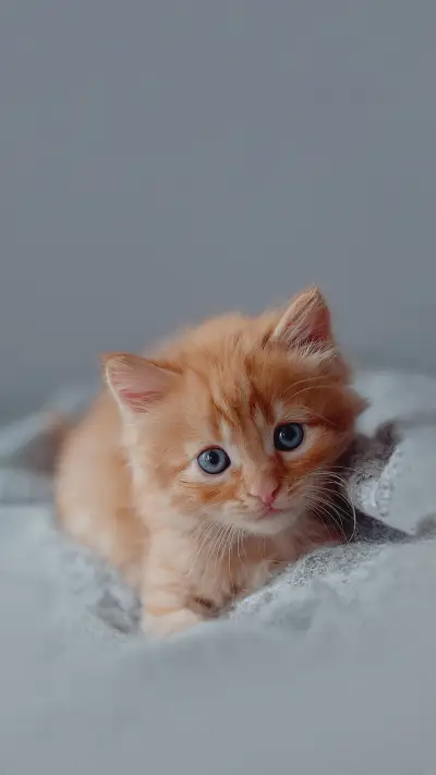 Cute little red kitten sleeps on fur gray blanket