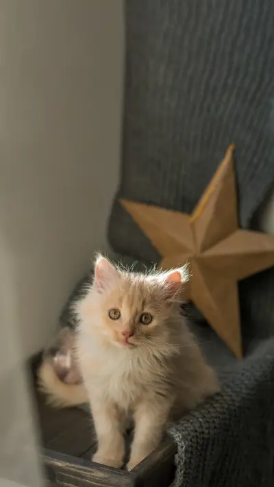 The little kitten on the chair