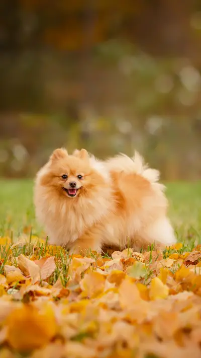Cream Sable Orange Pomeranian Spitz Adult Dog Outdoor
