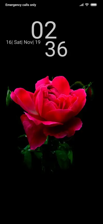 Rose_DWM3