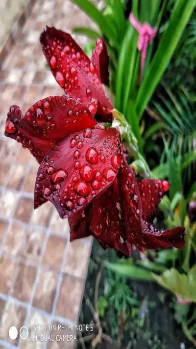 shot by mi - Screenshot 1