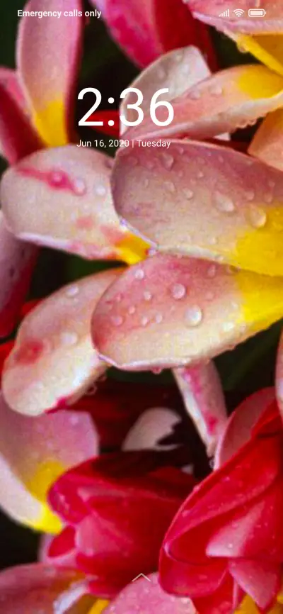 Wonderful Flower_DWM2