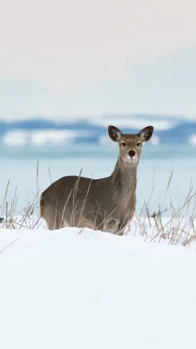 Sika Deer in Eastern Hokkaido