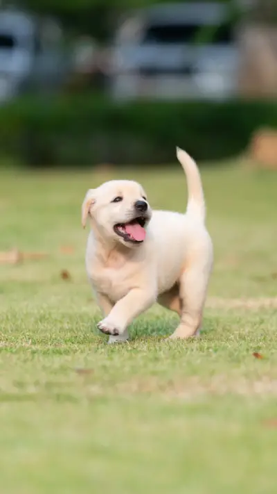 Cheerful Pup, Chasing Joy on Grassy Land