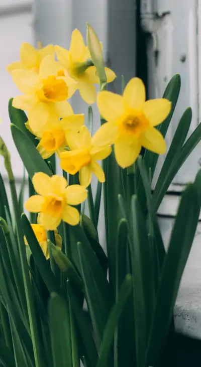 Mellow Yellow - Screenshot 1