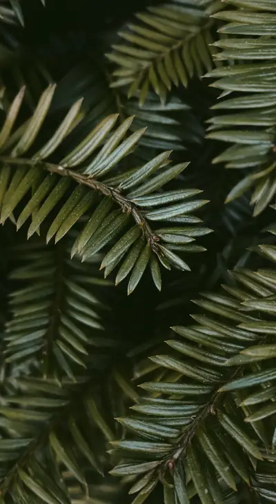 Nature HD - 2020-06-02T123357.617