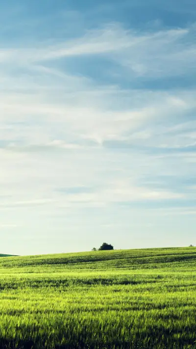 Green grass and blue sky