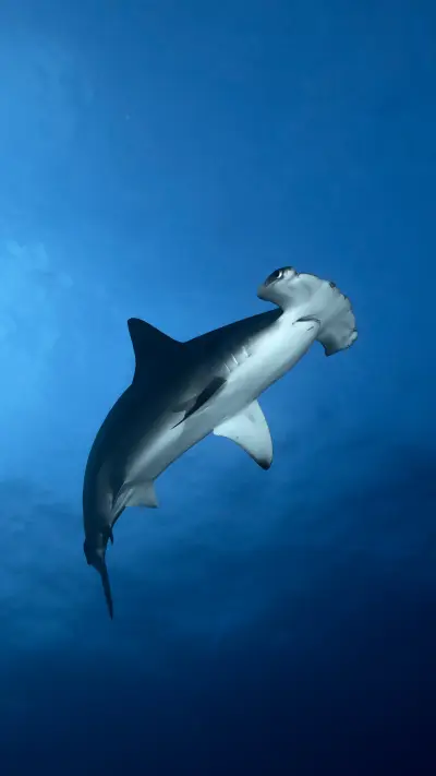 Unable to see the hammerhead shark in front of the nose - Screenshot 1