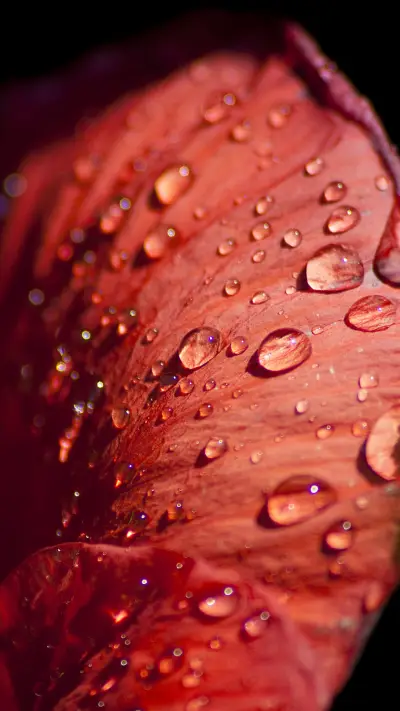 Close-up of red flower water droplets