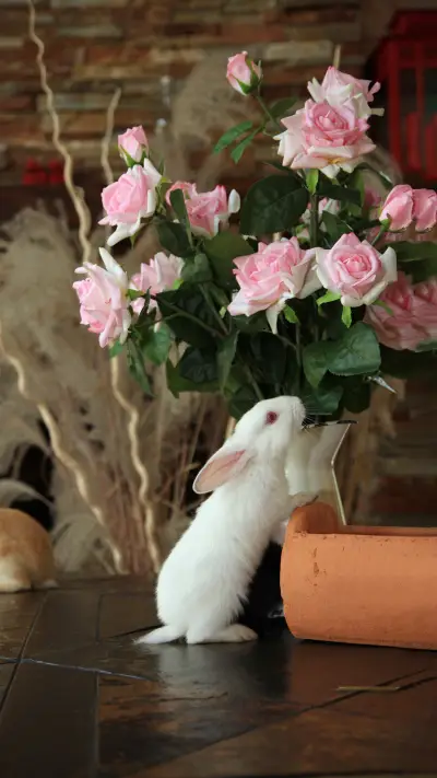 How to raise rabbits for beginners