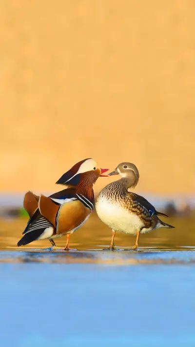 Mandarin ducks are not particularly passionate