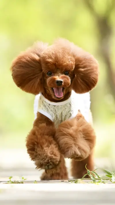 Raise Teddy happy or sad 98