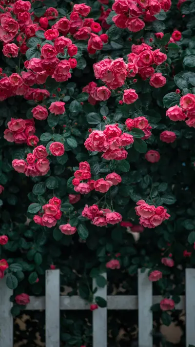 Good season for roses to bloom