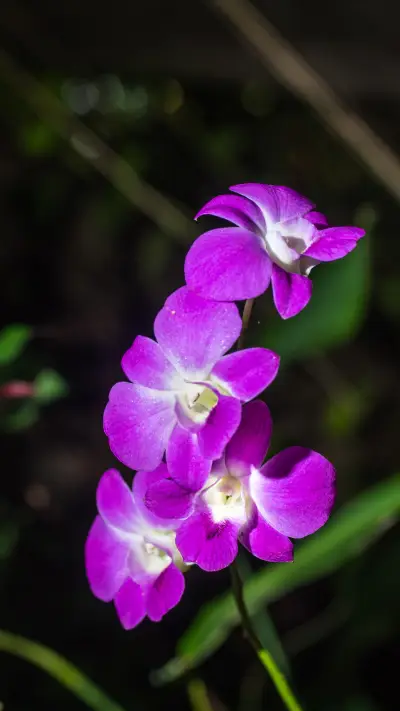 What is the national flower of Singapore - Screenshot 1