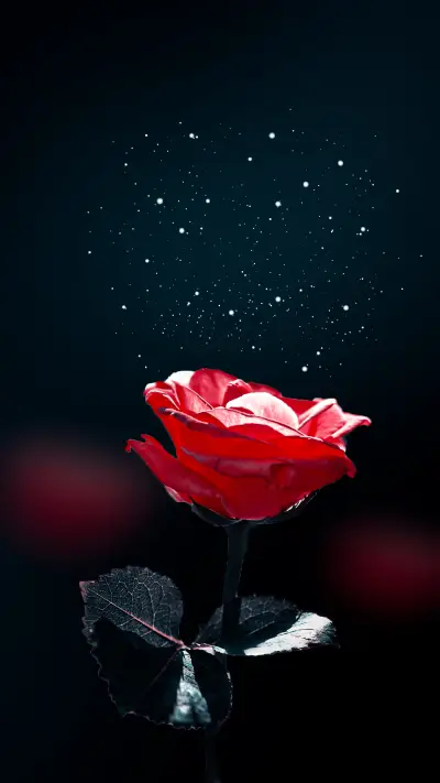 Dark Rose
