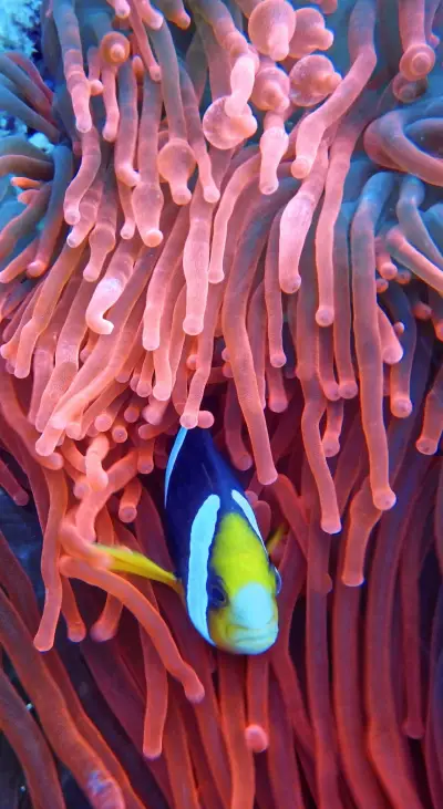 Marine (8) - Screenshot 1