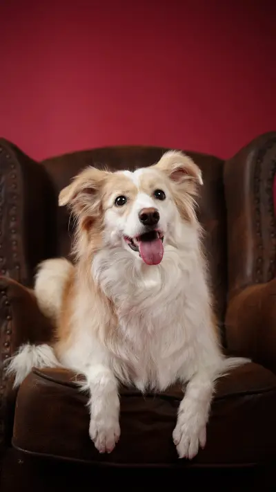 How to deal with walking a dog without leash