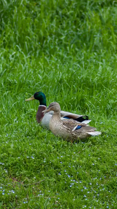 Nature's Pair, Grace on the Grass