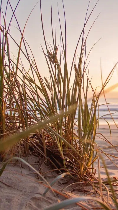 pexels-photo-1300510 - Screenshot 1