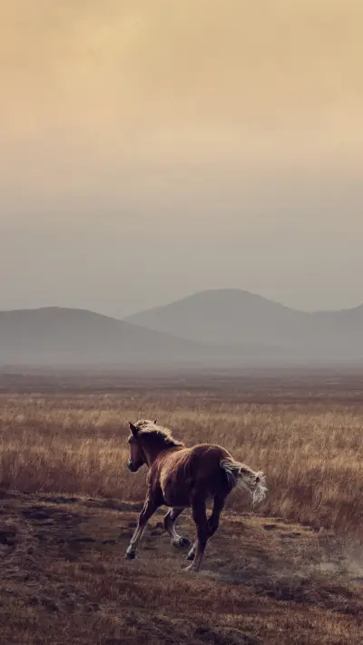 international_animal (5)