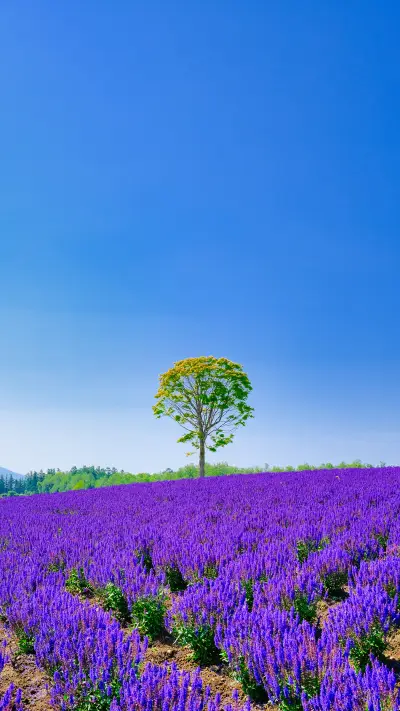 Lavender flower fields