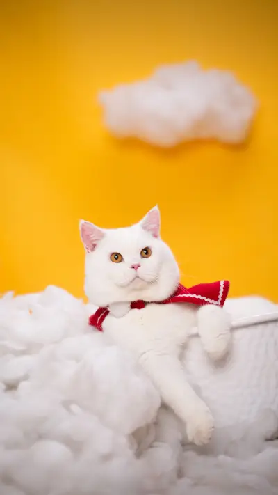 The secret hidden behind the cats sleep